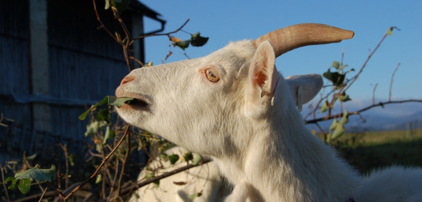 Farmářem na farmě s ubytováním