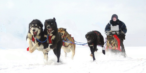 Mushing - psí spřežení