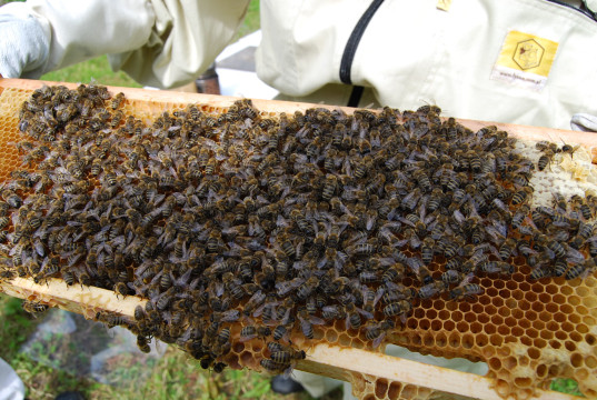 Včelařem na zkoušku - včely