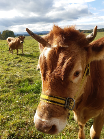 Farmářem na farmě s ubytováním