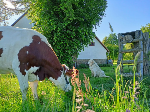 Farmářem na farmě s ubytováním