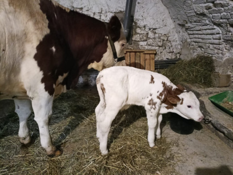 Farmářem na farmě s ubytováním