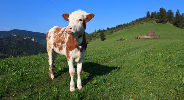 Farmářem na farmě