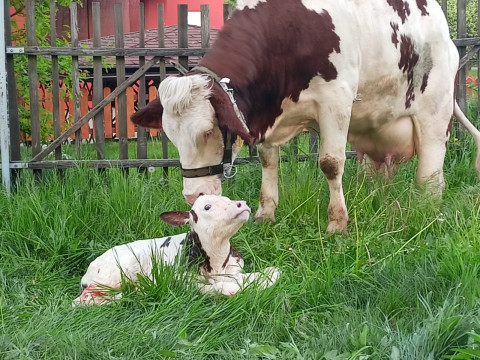 Farmářem na farmě