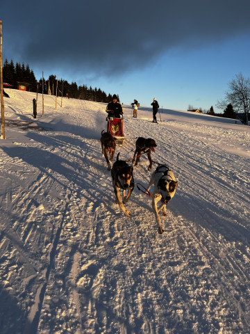 Mushing - psí spřežení (Pec pod Sněžkou)