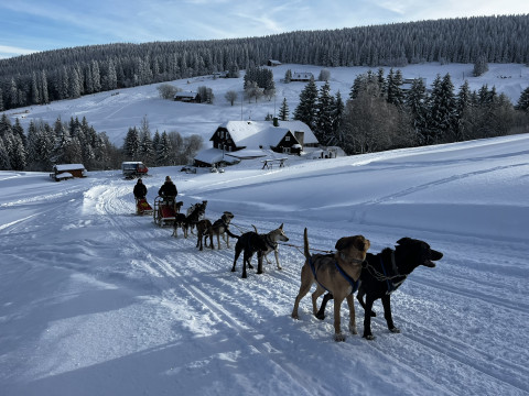 Mushing - psí spřežení (Pec pod Sněžkou)