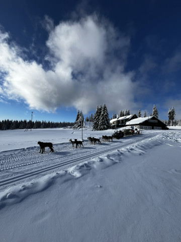 Mushing - psí spřežení (Pec pod Sněžkou)