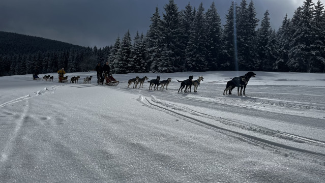 Mushing - psí spřežení (Pec pod Sněžkou)