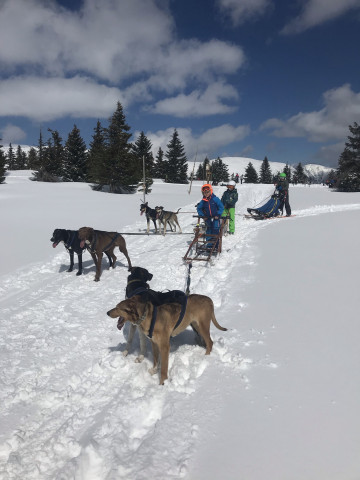 Mushing - psí spřežení (Pec pod Sněžkou)