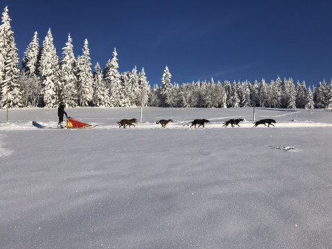 Mushing - psí spřežení (Pec pod Sněžkou)